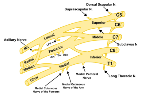 Brachial Plexus Palsy Surgery in Borivali Mumbai